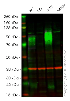 Western blot - Anti-SIRP alpha antibody [EPR16264] - Low endotoxin, Azide free (AB209892)