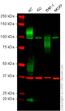 Western blot - Anti-SIRP alpha antibody [EPR16264] - Low endotoxin, Azide free (AB209892)