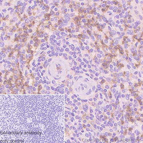 Immunohistochemistry (Formalin/PFA-fixed paraffin-embedded sections) - Anti-SIRP alpha antibody [EPR22930-163] (AB260039)