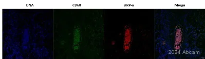 Immunohistochemistry (Formalin/PFA-fixed paraffin-embedded sections) - Anti-SIRP alpha antibody [EPR22930-163] (AB260039)