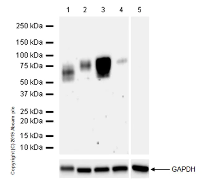 Western blot - Anti-SIRP alpha antibody [EPR22930-163] (AB260039)