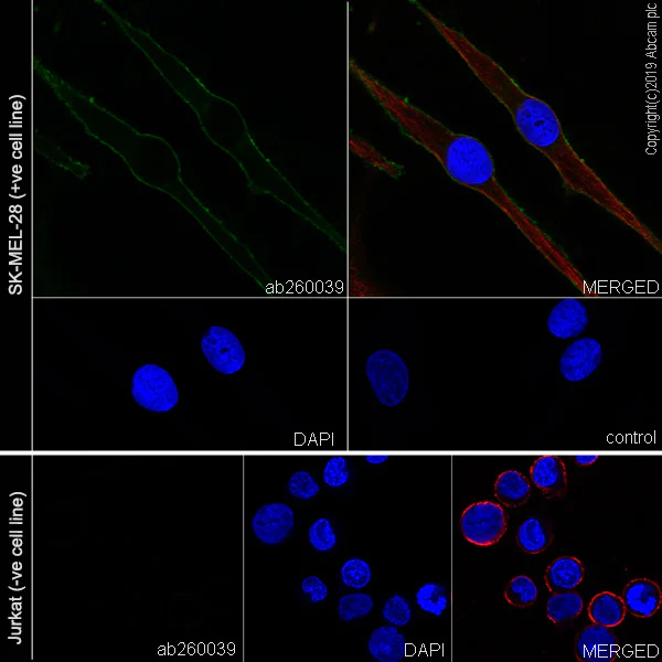 Immunocytochemistry/ Immunofluorescence - Anti-SIRP alpha antibody [EPR22930-163] - BSA and Azide free (AB267401)