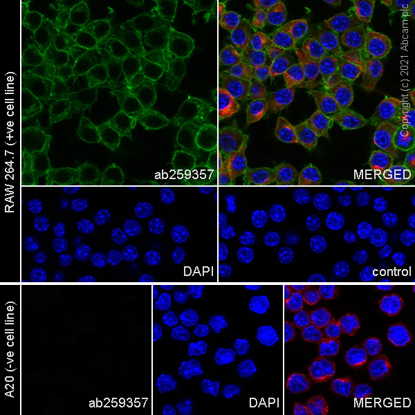 Immunocytochemistry/ Immunofluorescence - Anti-SIRP alpha antibody [EPR24187-17] - BSA and Azide free (AB288445)