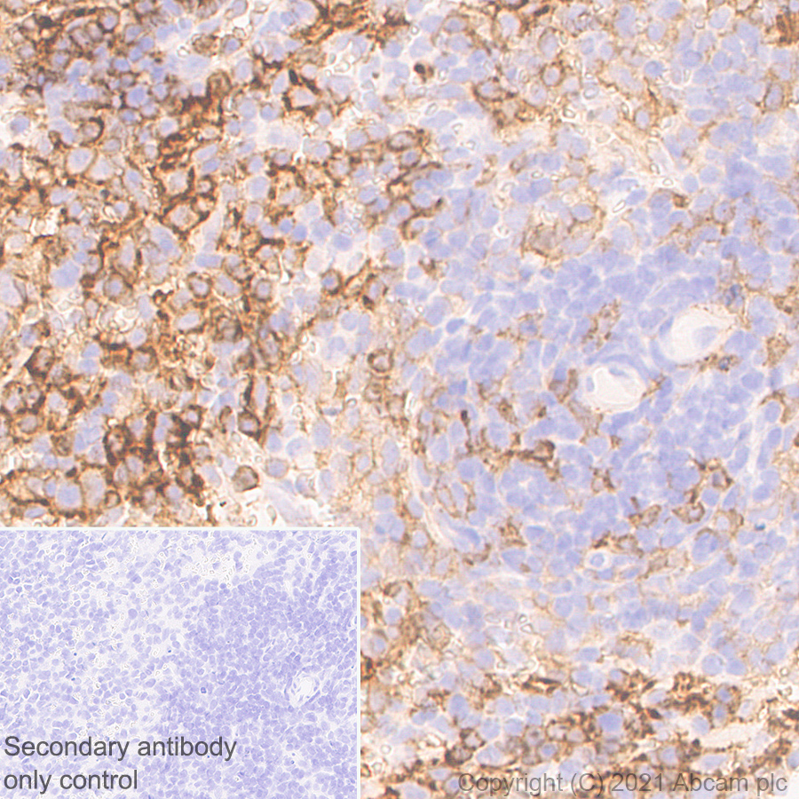 Immunohistochemistry (Formalin/PFA-fixed paraffin-embedded sections) - Anti-SIRP alpha antibody [EPR24187-17] - BSA and Azide free (ab288445), expandable thumbnail