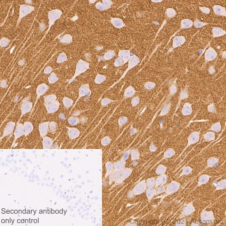 Immunohistochemistry (Formalin/PFA-fixed paraffin-embedded sections) - Anti-SIRP alpha antibody [EPR24187-17] - BSA and Azide free (AB288445)