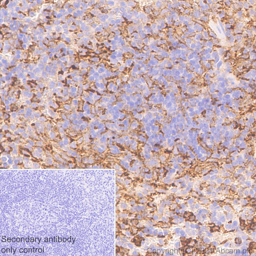 Immunohistochemistry (Formalin/PFA-fixed paraffin-embedded sections) - Anti-SIRP alpha antibody [EPR24187-17] - BSA and Azide free (ab288445), expandable thumbnail