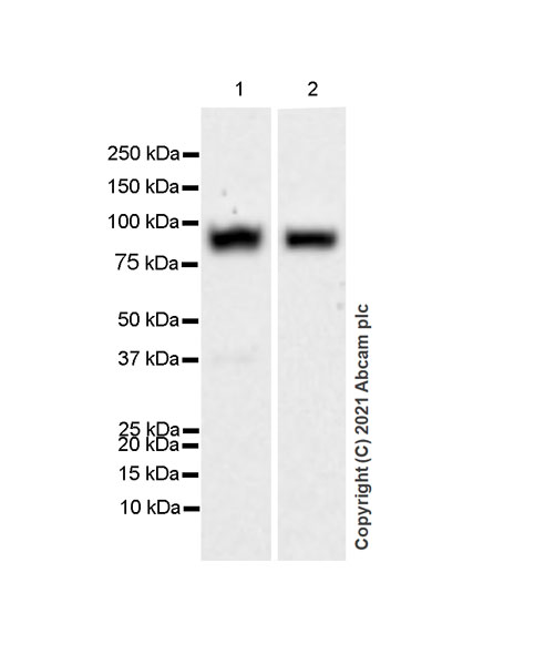 Western blot - Anti-SIRP alpha antibody [EPR24187-17] - BSA and Azide free (AB288445), expandable thumbnail