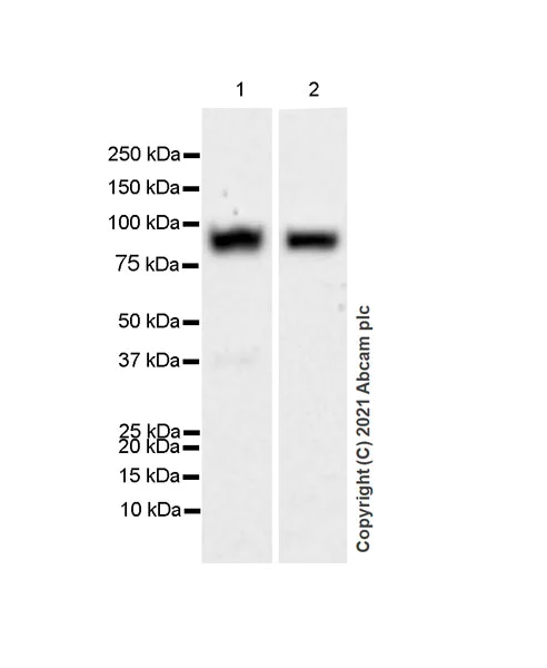 Western blot - Anti-SIRP alpha antibody [EPR24187-17] - BSA and Azide free (AB288445)