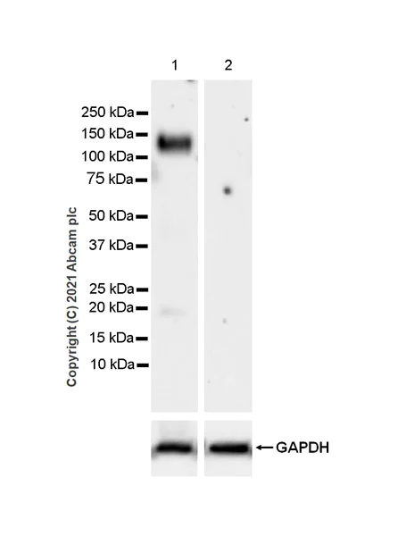 Western blot - Anti-SIRP alpha antibody [EPR24187-17] - BSA and Azide free (AB288445)