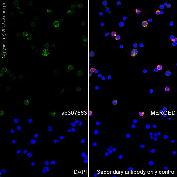 Immunocytochemistry/ Immunofluorescence - Anti-SIRP alpha antibody [OX-41] (AB307563)