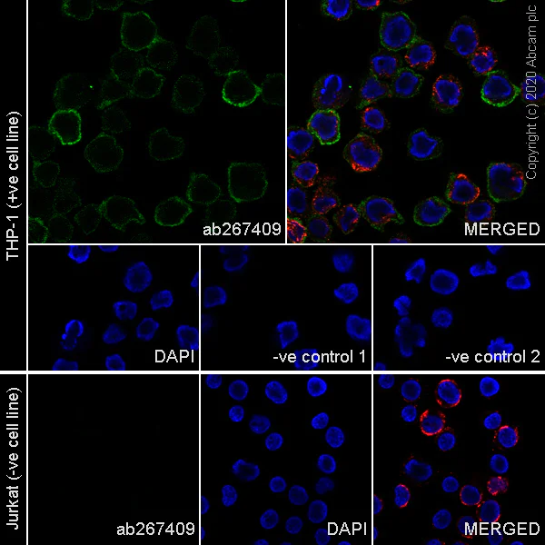 Immunocytochemistry/ Immunofluorescence - Anti-SIRP alpha antibody [SADF10.1] - BSA and Azide free (AB267410)