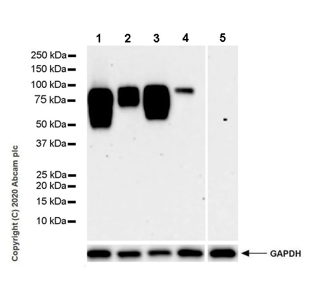 Western blot - Anti-SIRP alpha antibody [SADF10.1] - BSA and Azide free (AB267410)