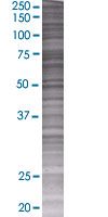 SDS-PAGE - SIRP alpha overexpression 293T lysate (whole cell) (AB94139), expandable thumbnail