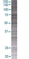 SDS-PAGE - SIRP alpha overexpression 293T lysate (whole cell) (AB94139)
