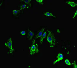 Immunocytochemistry/ Immunofluorescence - Anti-SIRPB1 antibody (AB234681)
