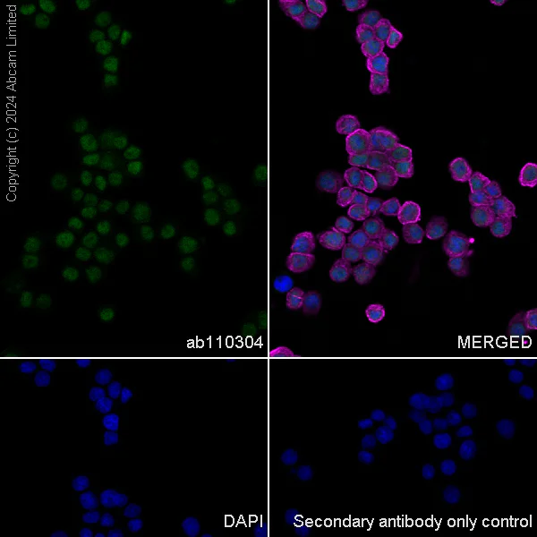 Immunocytochemistry/ Immunofluorescence - Anti-SIRT1 antibody [19A7AB4] (AB110304)