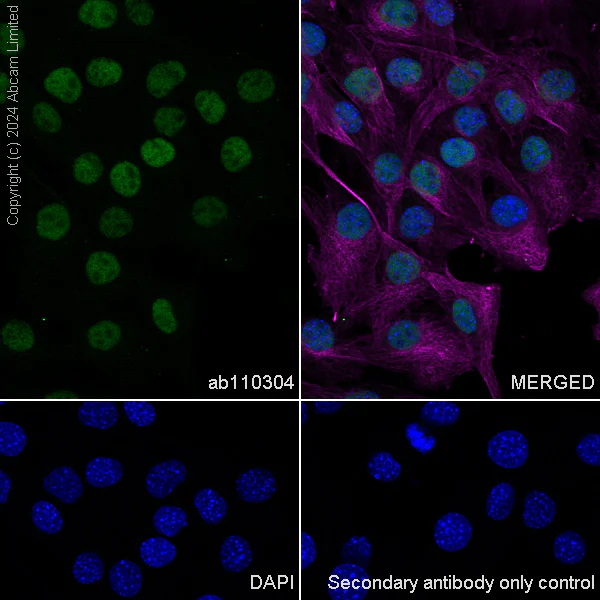 Immunocytochemistry/ Immunofluorescence - Anti-SIRT1 antibody [19A7AB4] (AB110304)