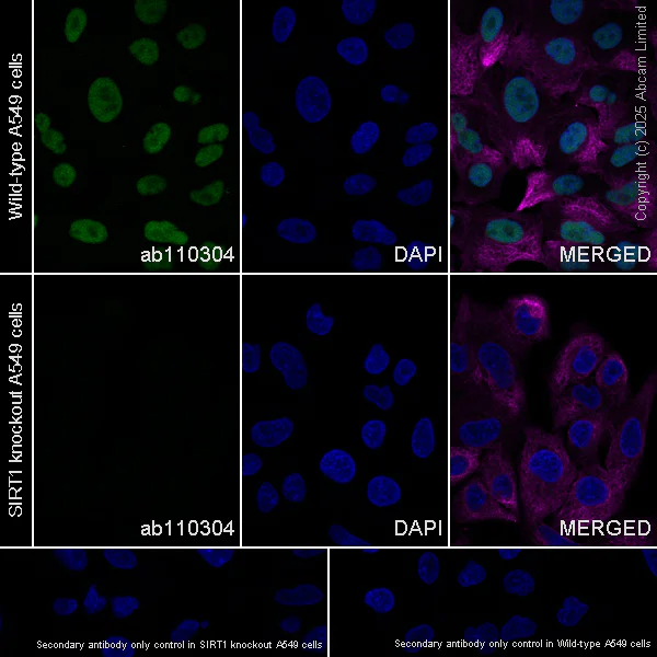 Immunocytochemistry/ Immunofluorescence - Anti-SIRT1 antibody [19A7AB4] (AB110304)