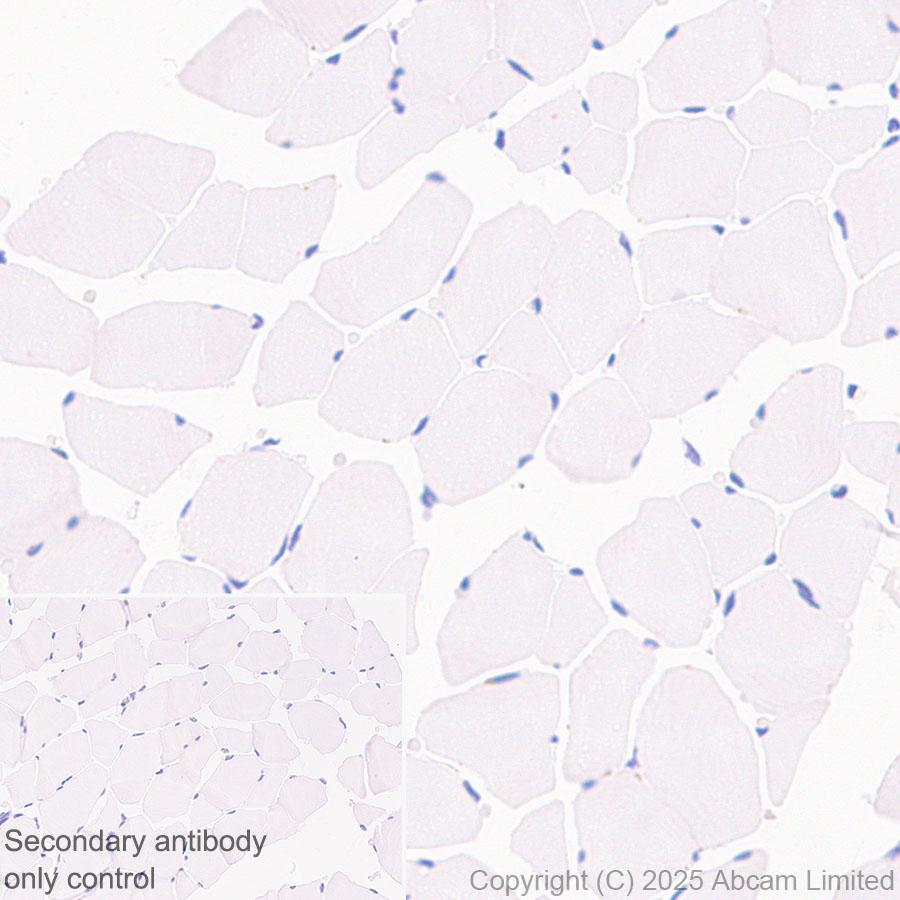Immunohistochemistry (Formalin/PFA-fixed paraffin-embedded sections) - Anti-SIRT1 antibody [19A7AB4] (ab110304), expandable thumbnail