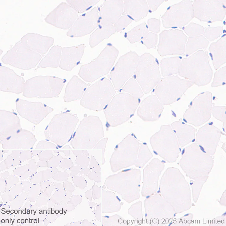 Immunohistochemistry (Formalin/PFA-fixed paraffin-embedded sections) - Anti-SIRT1 antibody [19A7AB4] (AB110304)