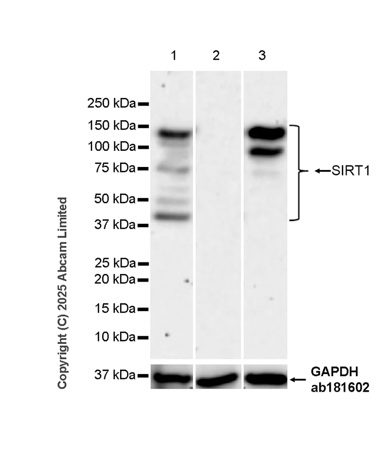 Western blot - Anti-SIRT1 antibody [19A7AB4] (AB110304)