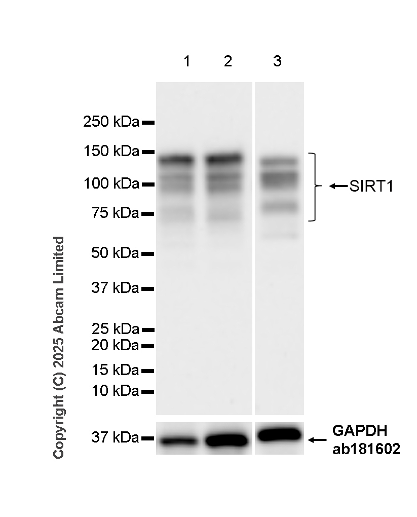 Western blot - Anti-SIRT1 antibody [19A7AB4] (AB110304), expandable thumbnail