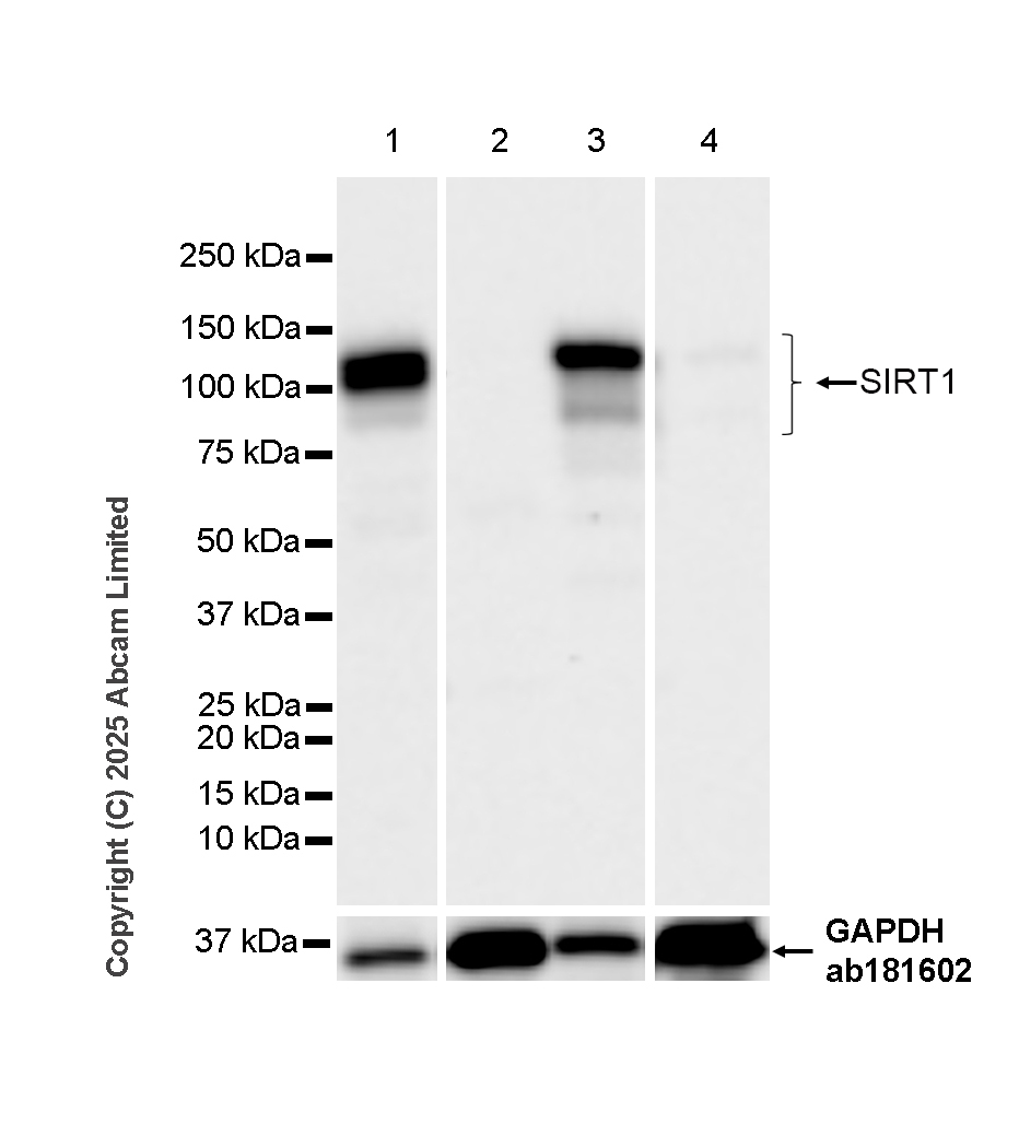 Western blot - Anti-SIRT1 antibody [19A7AB4] (AB110304), expandable thumbnail