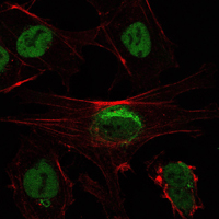 Immunocytochemistry/ Immunofluorescence - Anti-SIRT1 antibody [1F3] - Nuclear Marker (AB104833), expandable thumbnail