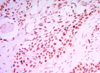 Immunohistochemistry (Formalin/PFA-fixed paraffin-embedded sections) - Anti-SIRT1 antibody [1F3] - Nuclear Marker (AB104833)
