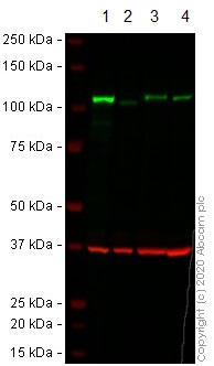 Western blot - Anti-SIRT1 antibody [1F3] - Nuclear Marker (AB104833), expandable thumbnail