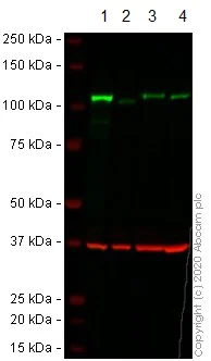 Western blot - Anti-SIRT1 antibody [1F3] - Nuclear Marker (AB104833)