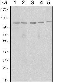 Western blot - Anti-SIRT1 antibody [1F3] - Nuclear Marker (AB104833)