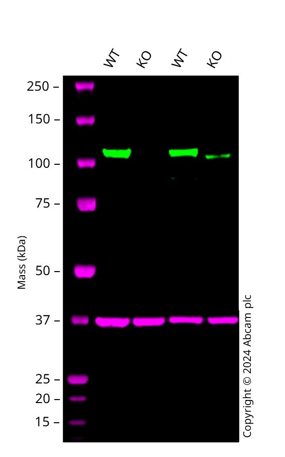 Western blot - Anti-SIRT1 antibody [1F3] - Nuclear Marker (ab104833), expandable thumbnail