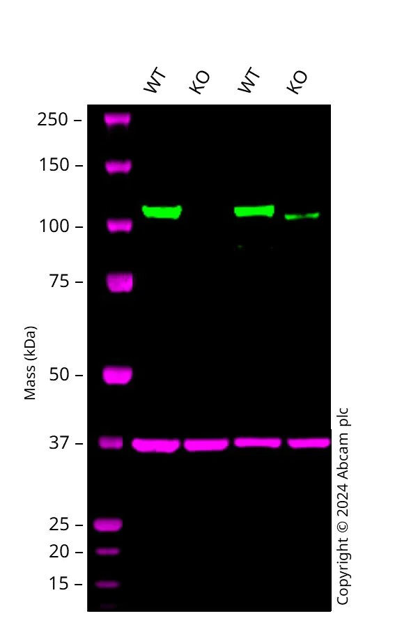 Western blot - Anti-SIRT1 antibody [1F3] - Nuclear Marker (AB104833)