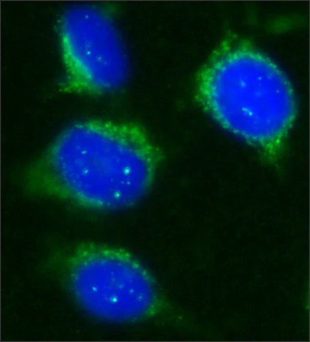 Immunocytochemistry/ Immunofluorescence - Anti-SIRT1 antibody (AB12193)