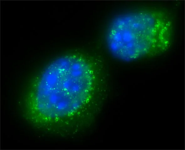 Immunocytochemistry/ Immunofluorescence - Anti-SIRT1 antibody (AB12193)