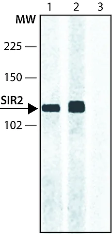 Western blot - Anti-SIRT1 antibody (AB12193)