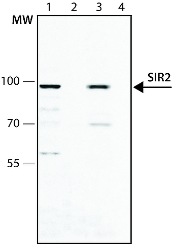 Anti-SIRT1 antibody