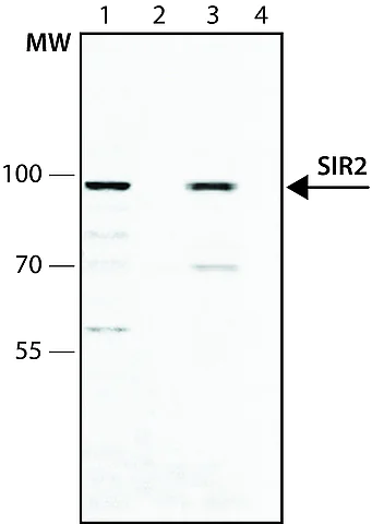 Western blot - Anti-SIRT1 antibody (AB12193)