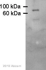 Western blot - Anti-SIRT1 antibody (AB12193)