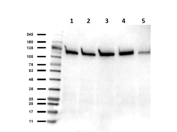 Western blot - Anti-SIRT1 antibody (AB263965)