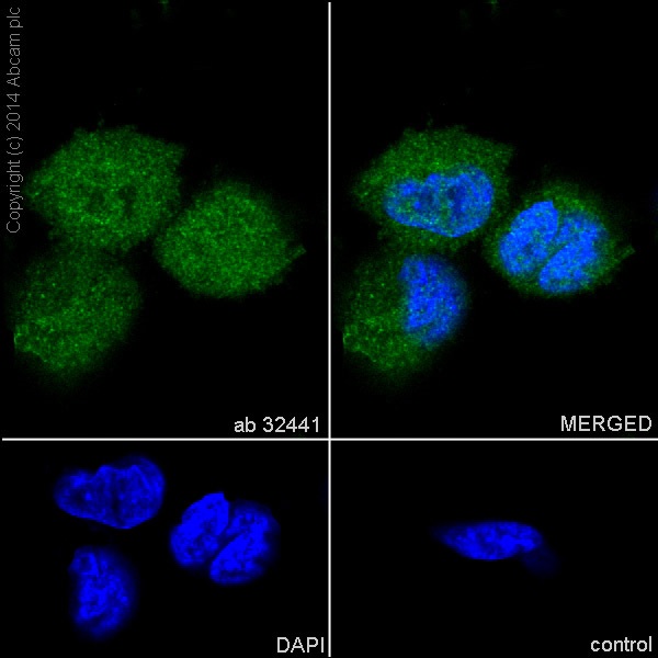 Immunocytochemistry/ Immunofluorescence - Anti-SIRT1 antibody [E104] (AB32441)