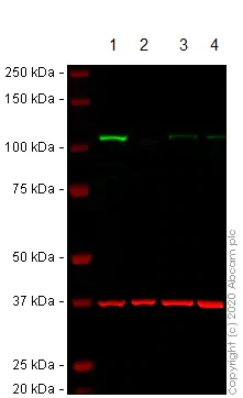 Western blot - Anti-SIRT1 antibody [E104] (AB32441)