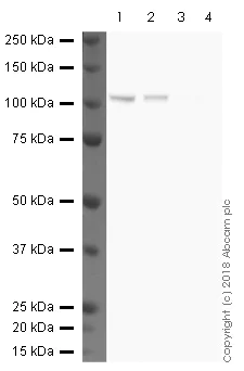 Western blot - Anti-SIRT1 antibody [E104] (AB32441)