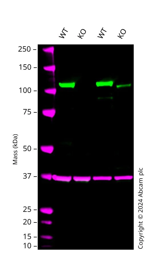 Western blot - Anti-SIRT1 antibody [E104] - BSA and Azide free (AB220807)