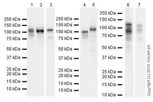Western blot - Anti-SIRT1 antibody [EPR18239] (AB189494), expandable thumbnail