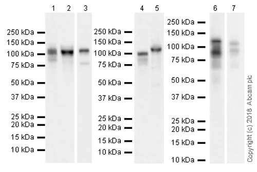 Western blot - Anti-SIRT1 antibody [EPR18239] (AB189494)