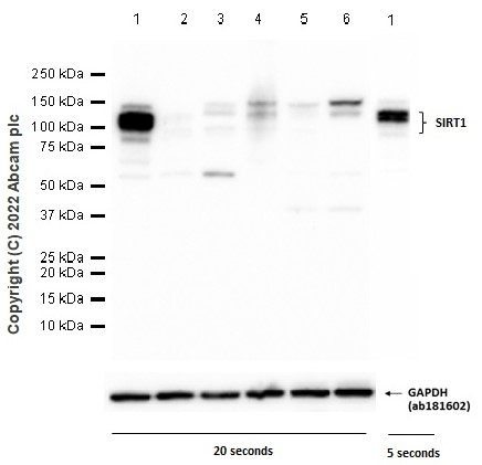 Western blot - Anti-SIRT1 antibody [EPR18239] (ab189494), expandable thumbnail