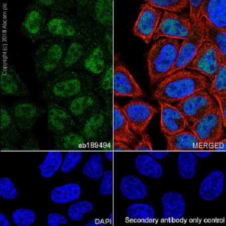 Immunocytochemistry/ Immunofluorescence - Anti-SIRT1 antibody [EPR18239] - BSA and Azide free (AB233398)