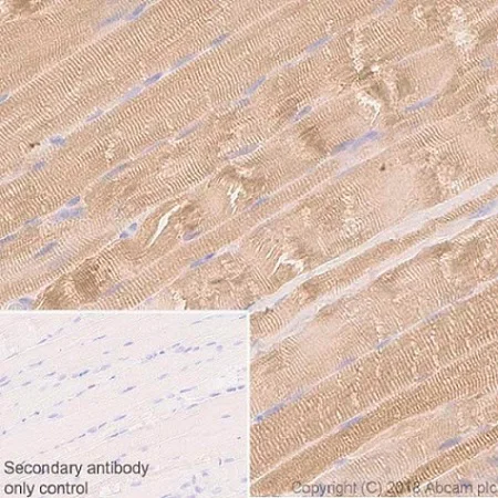 Immunohistochemistry (Formalin/PFA-fixed paraffin-embedded sections) - Anti-SIRT1 antibody [EPR18239] - BSA and Azide free (AB233398)